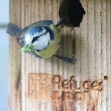 Mésange bleue, oiseau, nichoir LPO, biodiversité au jardin
