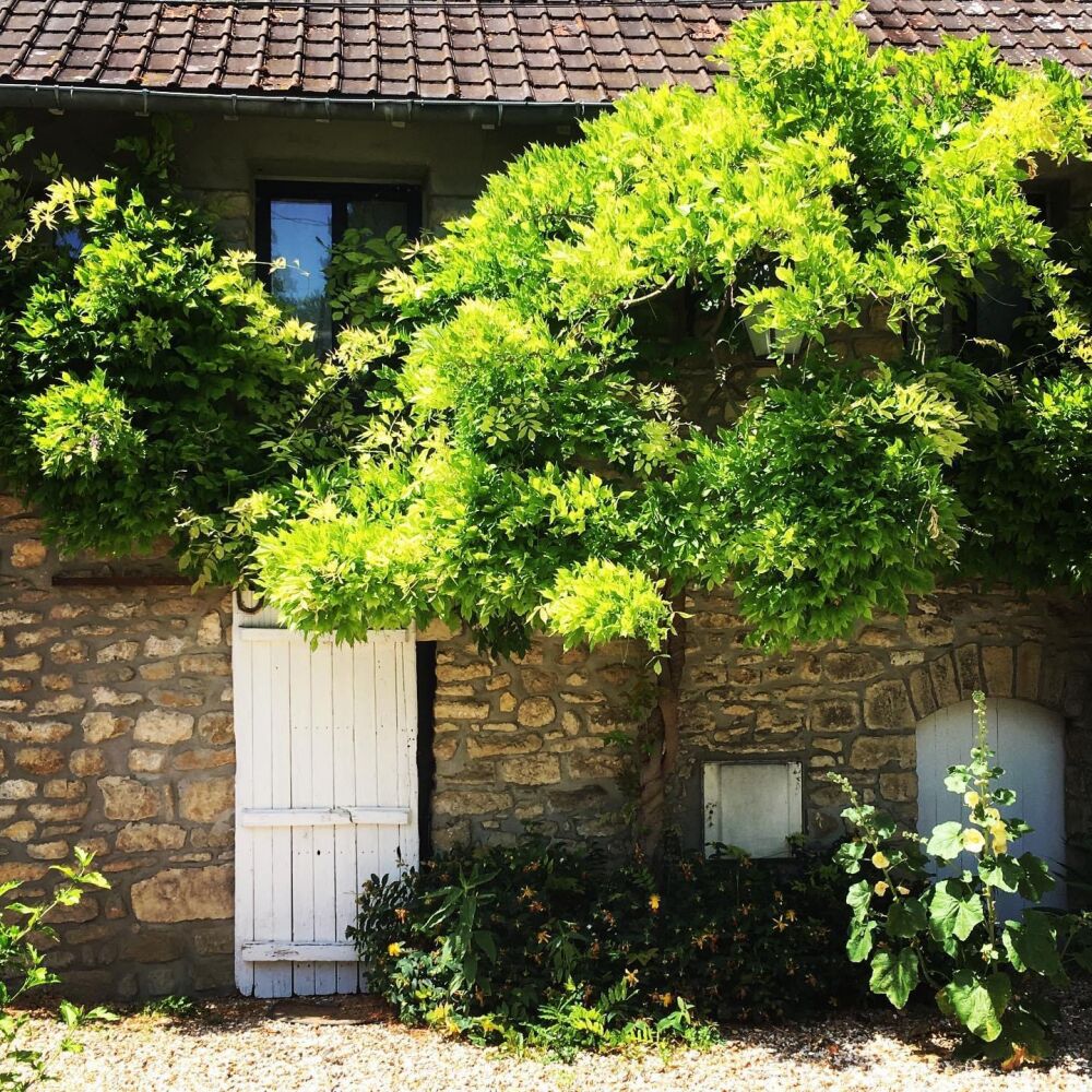 rafraichir les maisons en été, végétaliser les façades
