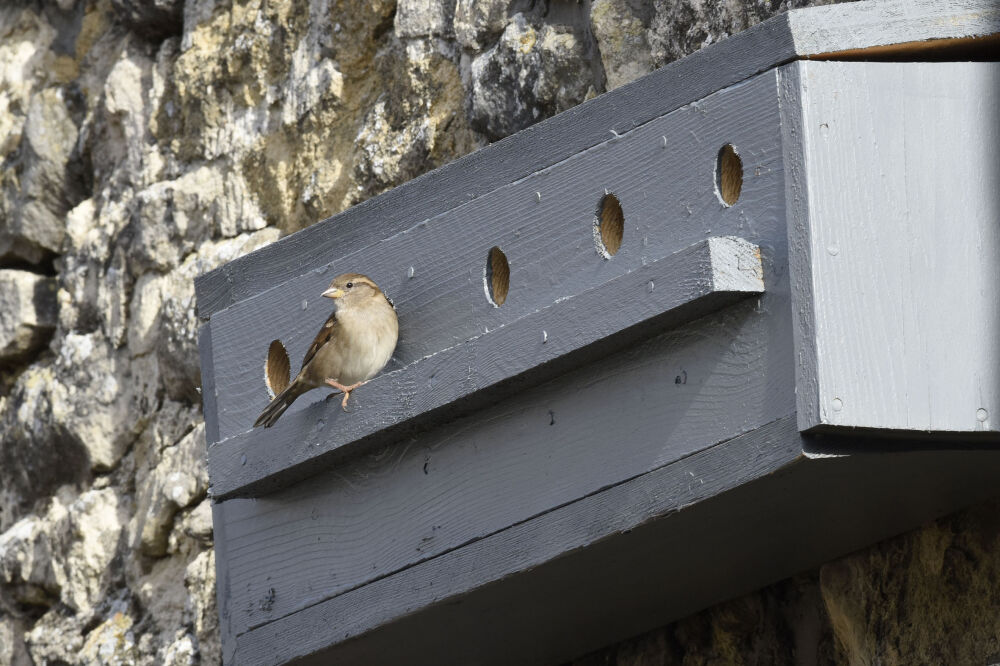 nichoir pour moineaux par  la nature au coeur nichoir pour moineaux par  la nature au coeur