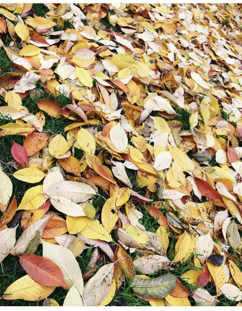Les feuilles mortes un tresor pour le jardin, permaculture