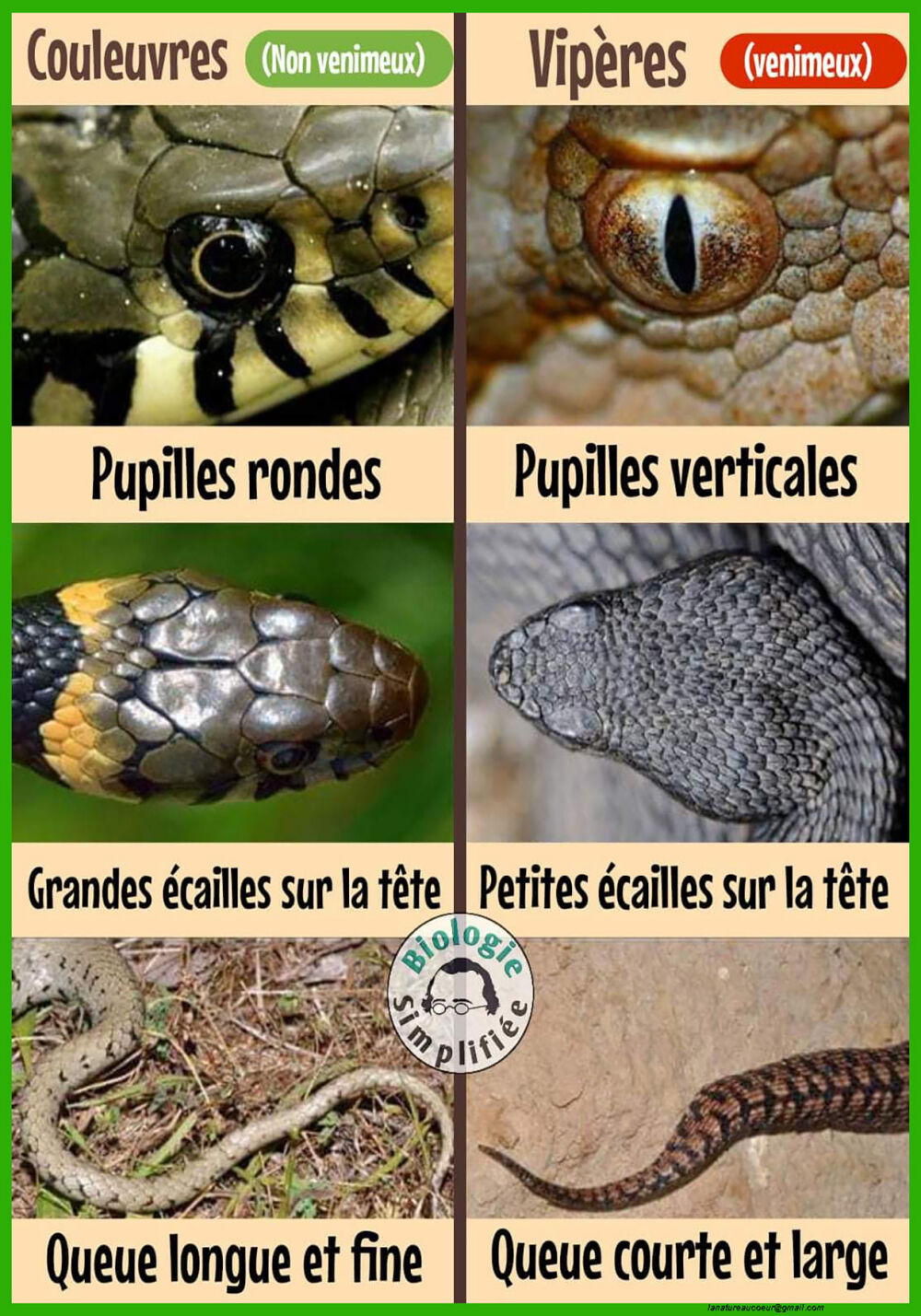 Reconnaitre les serpents courants en France